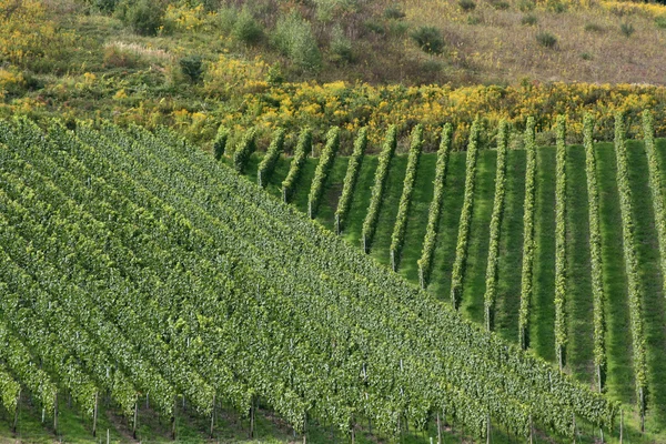 Moselle 'deki üzüm bağları