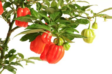 habanero bitkilerin bonnet biber meyve ile İskoç viskisi.