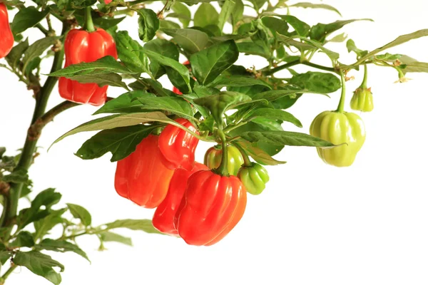 Rostliny habanero scotch kapoty chili pepper s ovocem Royalty Free Stock Fotografie