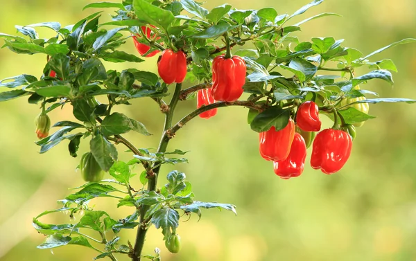 Zralé habanero paprika pěstování na rostliny připraveny k vyskladnění Royalty Free Stock Obrázky