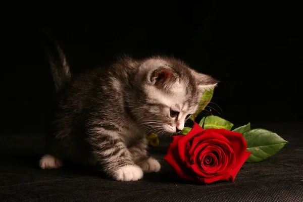Kırmızı gül ile küçük kedi — Stok fotoğraf