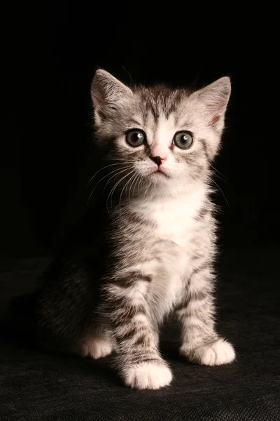 Mały ładny kot Zdjęcia Stockowe bez tantiem