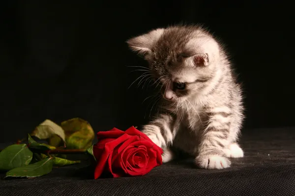 Μικρή γάτα με κόκκινο τριαντάφυλλο — Φωτογραφία Αρχείου