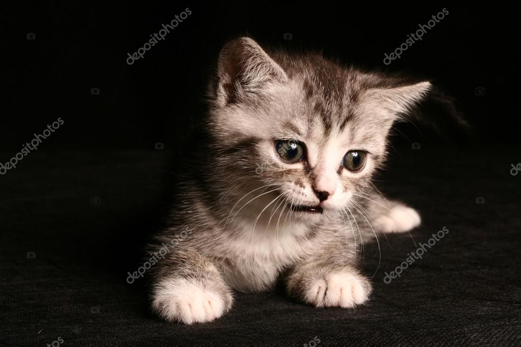 Petit Chat Mignon Image Libre De Droit Par Lisiza C
