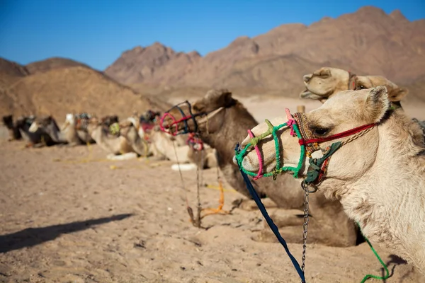 Camels sitting on the sand in the desert — Stock Photo, Image