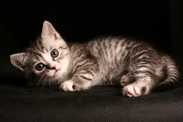 Petit Chat Mignon Image Libre De Droit Par Lisiza C Petit Chat Mignon Image Libre De Droit Par Lisiza C