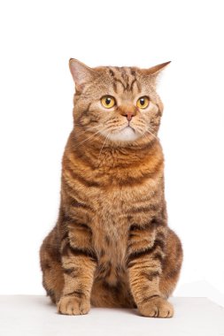 Beyaz arka plan üzerinde oturan zencefil çizgili kedi