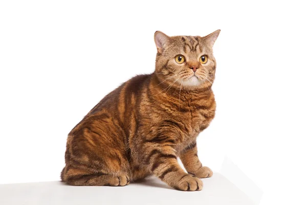 Beyaz arka plan üzerinde oturan zencefil çizgili kedi — Stok fotoğraf