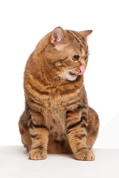 Jengibre rayas gato sentado sobre blanco fondo —  Fotos de Stock