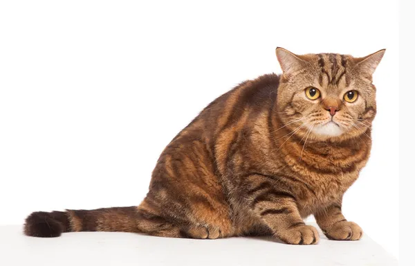 Gengibre listrado gato sentado sobre branco fundo — Fotografia de Stock