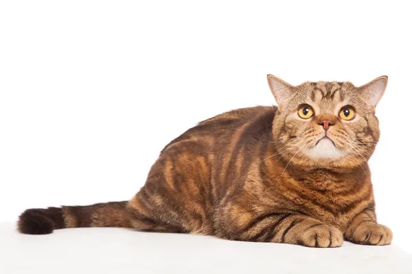 Gengibre listrado gato sentado sobre branco fundo — Fotografia de Stock