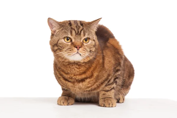 Gengibre listrado gato sentado sobre branco fundo — Fotografia de Stock