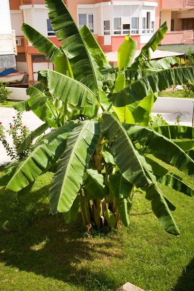 Árbol de plátano en la garde del hotel — Foto de Stock