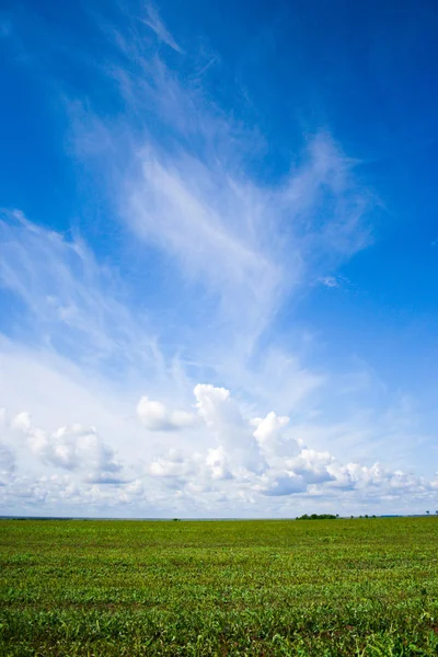 Grönt gräs, blå himmel och vita moln — Stockfoto