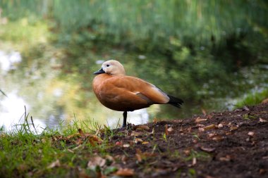 su kenarında ördek