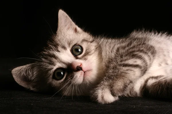 Malý roztomilý šedá kočka na černém pozadí — Stock fotografie