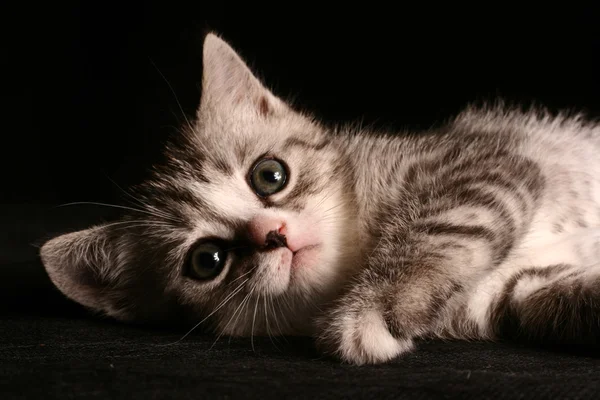 Little cute gray cat over black background — Stock Photo, Image