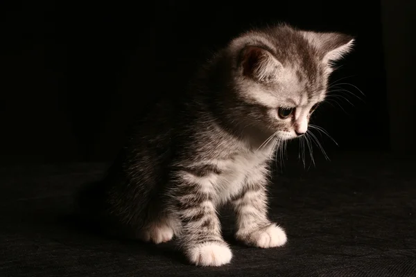 Pequeño lindo gato —  Fotos de Stock