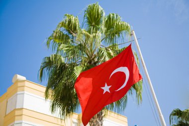 Türk bayrağı ve yeşil palmiye
