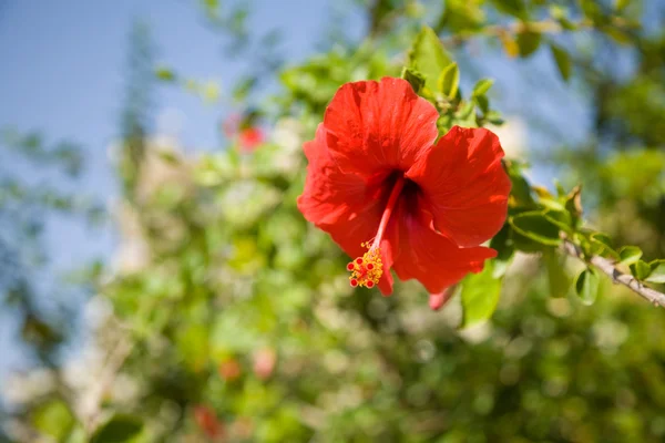 Red flower on a tree under a blue sky — Stock Photo, Image