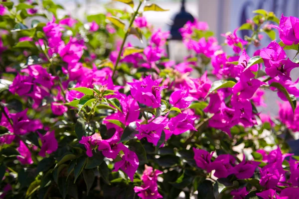 Beautiful bougainvillea flowers backlit by afternoon sun — Stock Photo, Image