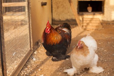 siyah ve turuncu horoz portresi 