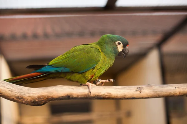 Grande papagaio verde sentado no ramo — Fotografia de Stock