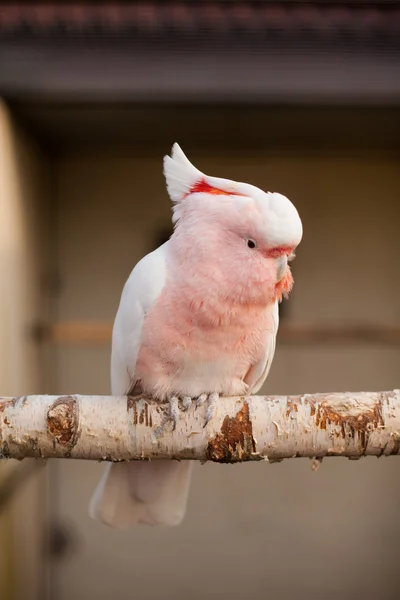 Grande papagaio rosa sentado no ramo — Fotografia de Stock