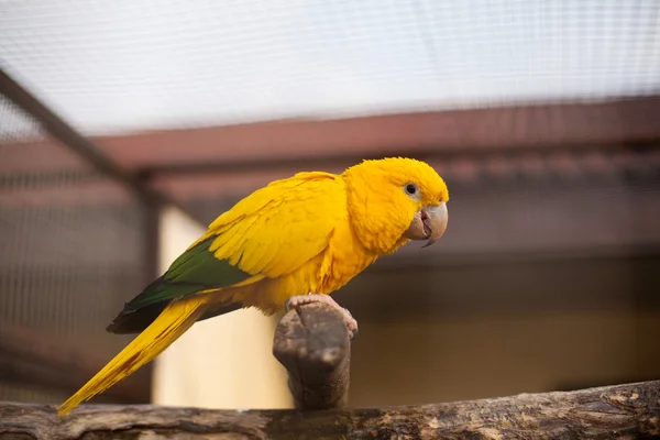Grande papagaio laranja sentado no ramo — Fotografia de Stock