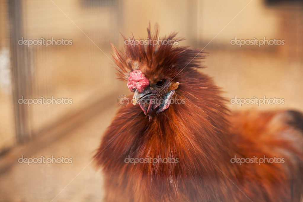 Portrait of orange rooster Stock Photo by ©lisiza 44959497