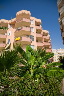 bir otelin önündeki büyük hurma