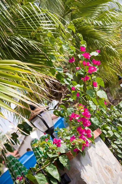 Beautiful bougainvilфlea flowers — Stock Photo, Image