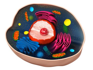 Cell structure clipart