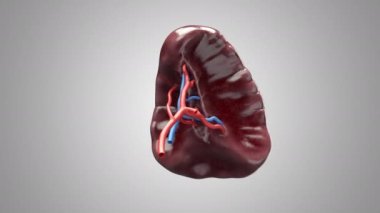 Anatomik olarak doğru olan insan iç organının üç boyutlu dönüşümlü canlandırması