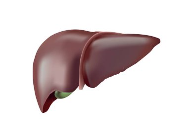 Gerçekçi insan karaciğer vektör çizimi