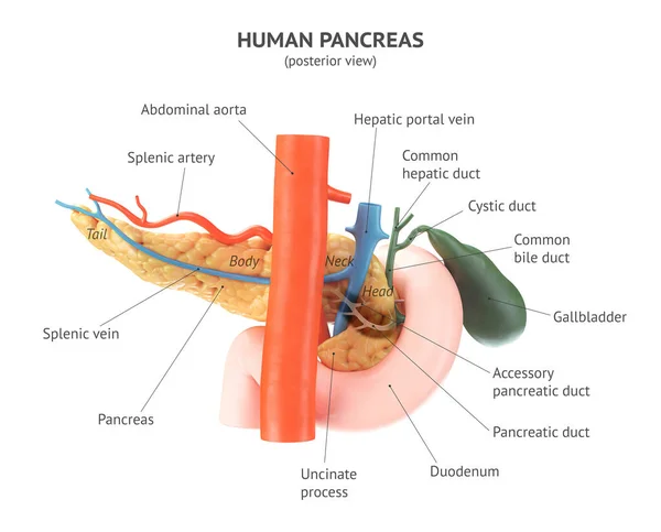 Illustration 3D réaliste du pancréas humain avec vésicule biliaire, duodénum et vaisseaux sanguins — Photo