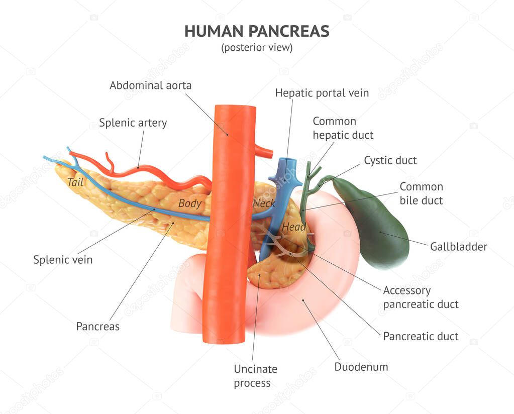 Realistic 3d illustration of human pancreas with gallbladder, duodenum and blood vessels