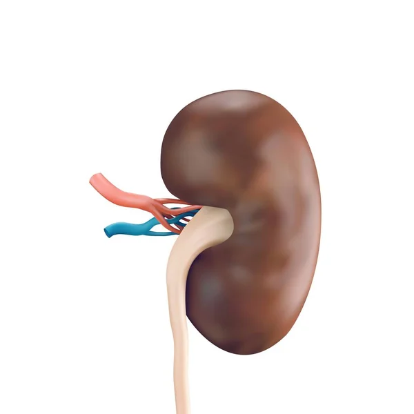 Vector illustration of human kidney — Stock Vector