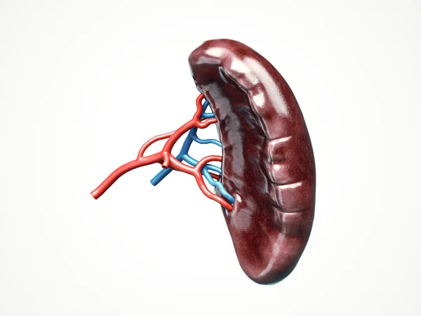 Ilustración 3D anatómicamente precisa del bazo de órganos internos humanos — Foto de Stock