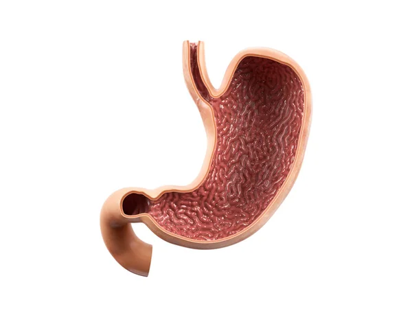 Anatomie lidského žaludku s vnitřní pohled řez sekce izolované na bílém pozadí — Stock fotografie