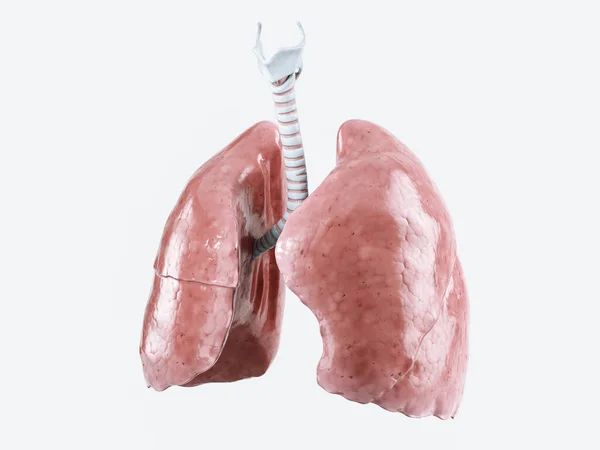 Ilustración Realista Del Órgano Humano Interno Pulmones Aislados Sobre Fondo —  Fotos de Stock