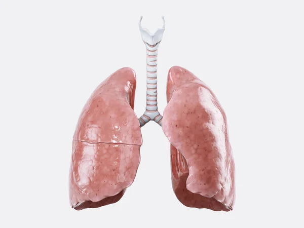 现实的人体器官 肺的三维图解 在白色背景下分离 人类肺的前景 — 图库照片