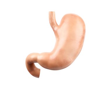 İnsan iç organının anatomik olarak doğru olan 3D çizimi - beyaz arkaplanda onikiparmak bağırsağı izole edilmiş mide