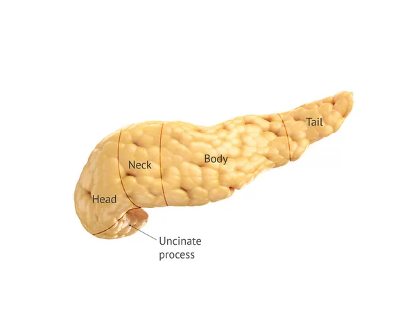 Anatomicznie Dokładna Ilustracja Ludzkiej Trzustki Wyizolowanej Białym Odpowiednio Napisanymi Tekstami — Zdjęcie stockowe