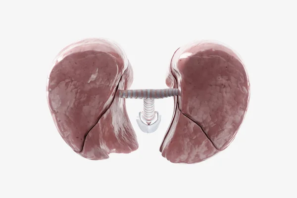 Realistic Illustration Internal Human Organ Lungs Isolated White Background Bottom — Foto Stock