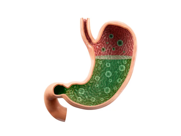 Ilustración Realista Anatómicamente Precisa Del Órgano Interno Humano Estómago Con —  Fotos de Stock