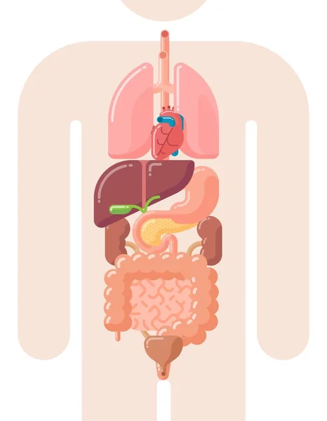 Diseño Plano Ilustración Vectorial Órganos Internos Humanos Pulmones Corazón Hígado — Vector de stock