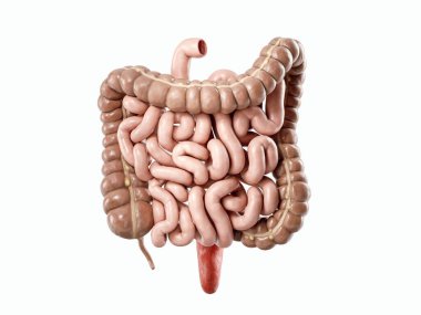 3d illustration of human internal organ - intestine. Large and small intestine isolated on white clipart