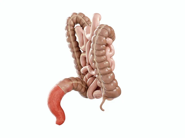 人类内脏器官的3D图例 大肠和小肠 侧视分离 — 图库照片