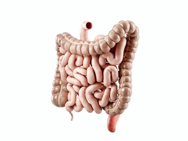 ヒトの内臓の3Dイラスト 白に隔離された大小の腸 — ストック写真